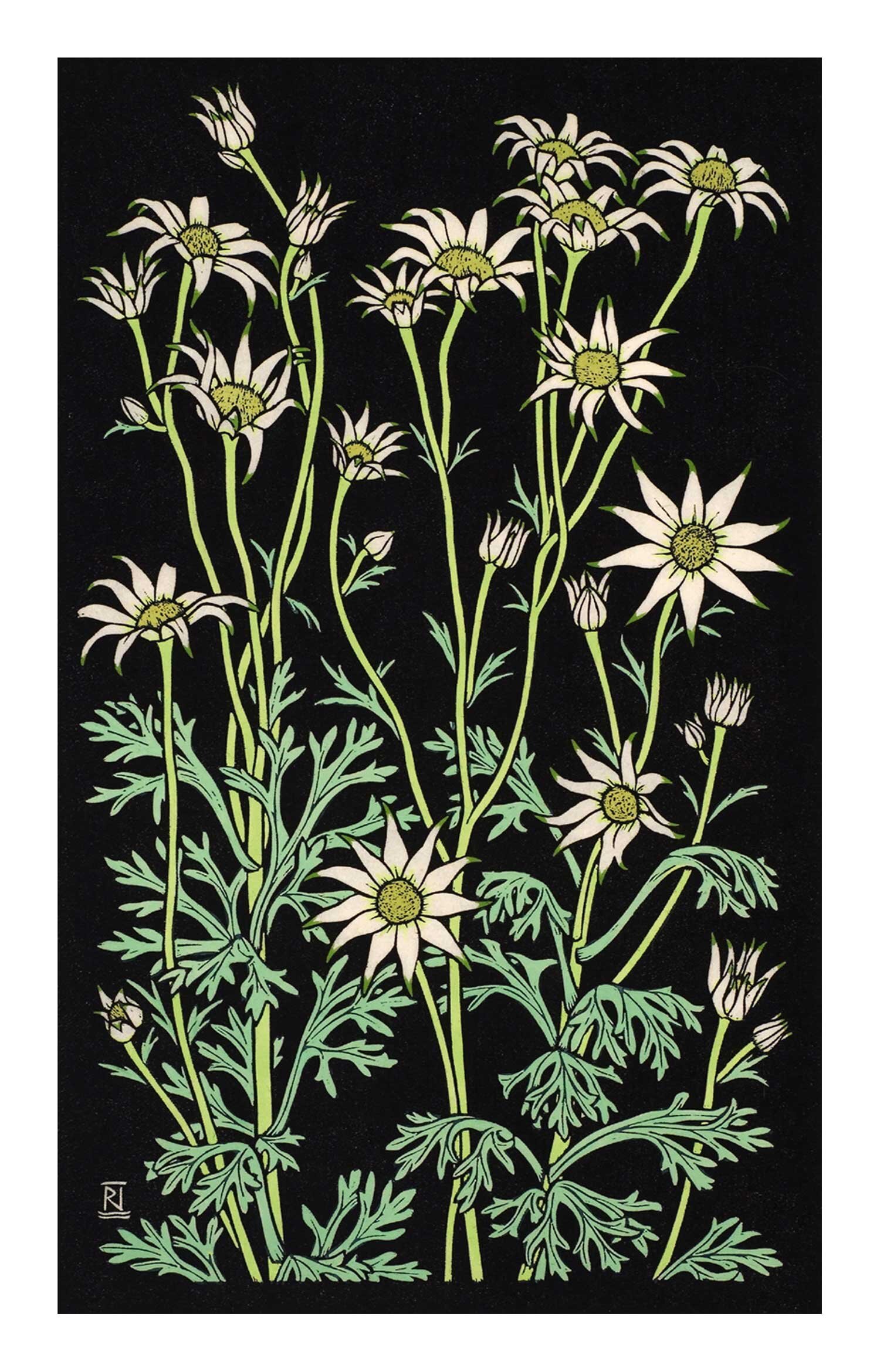 Flannel Flower