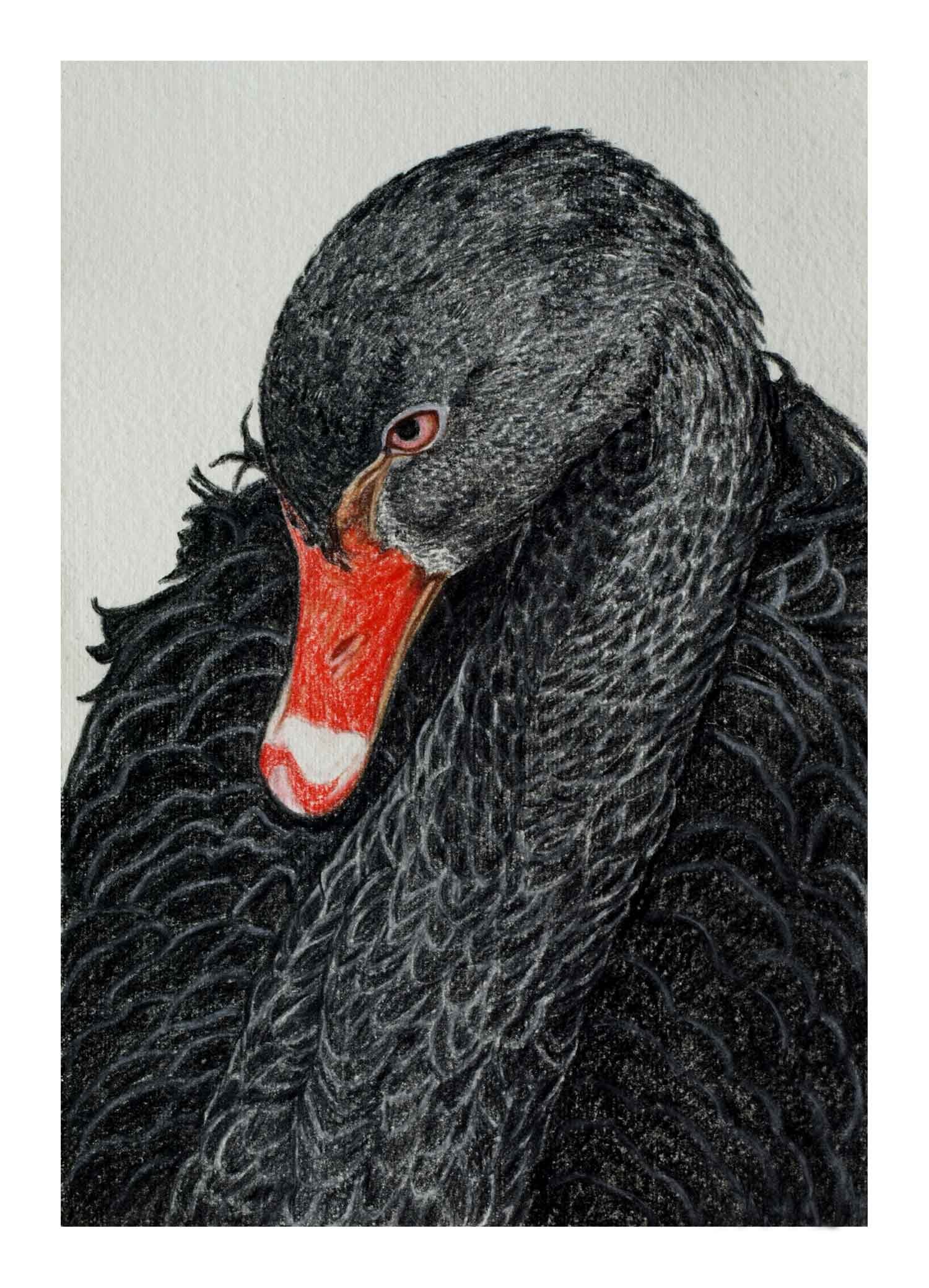 Black Swan SOLD OUT