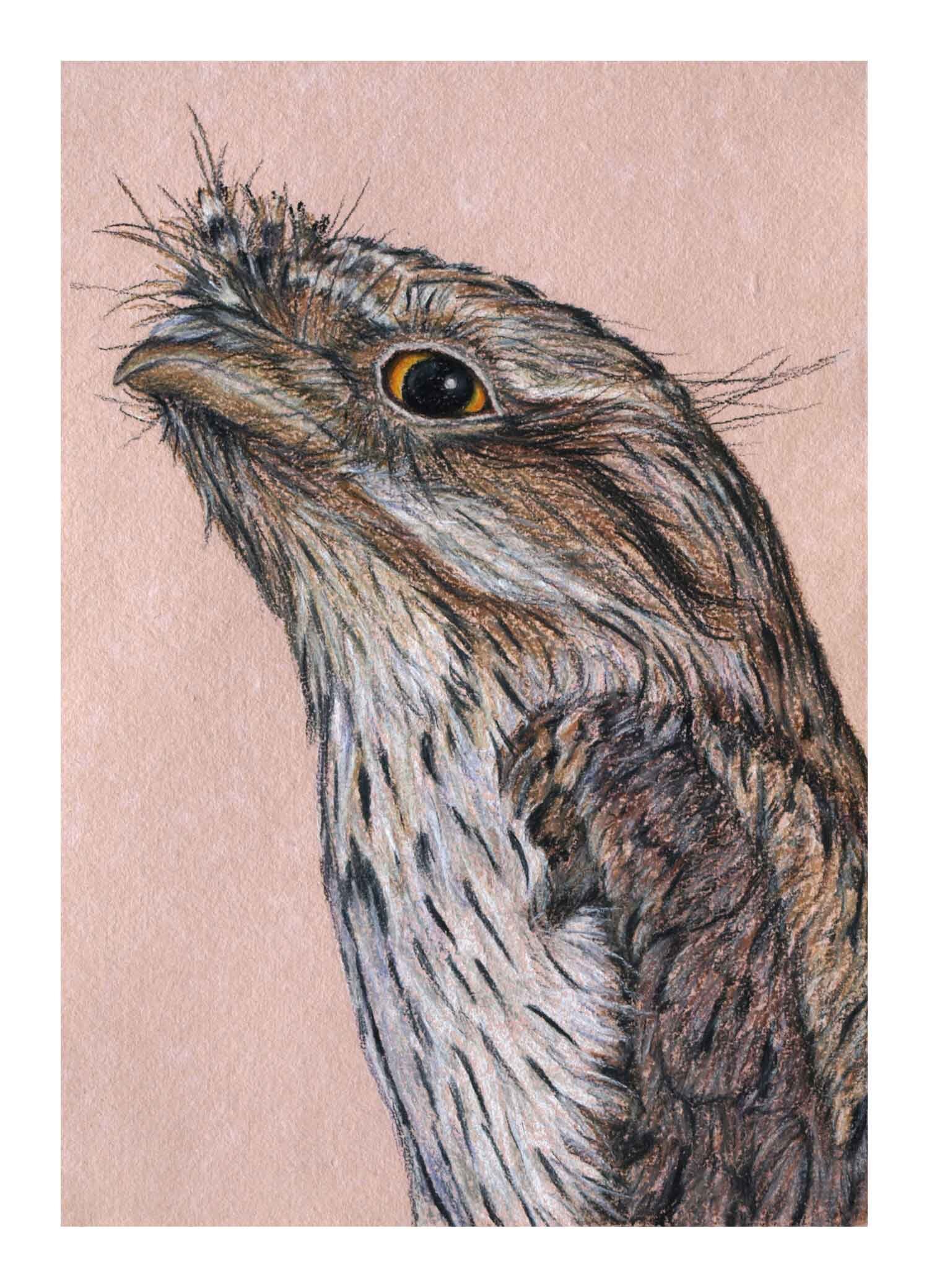 Tawny Frogmouth SOLD OUT