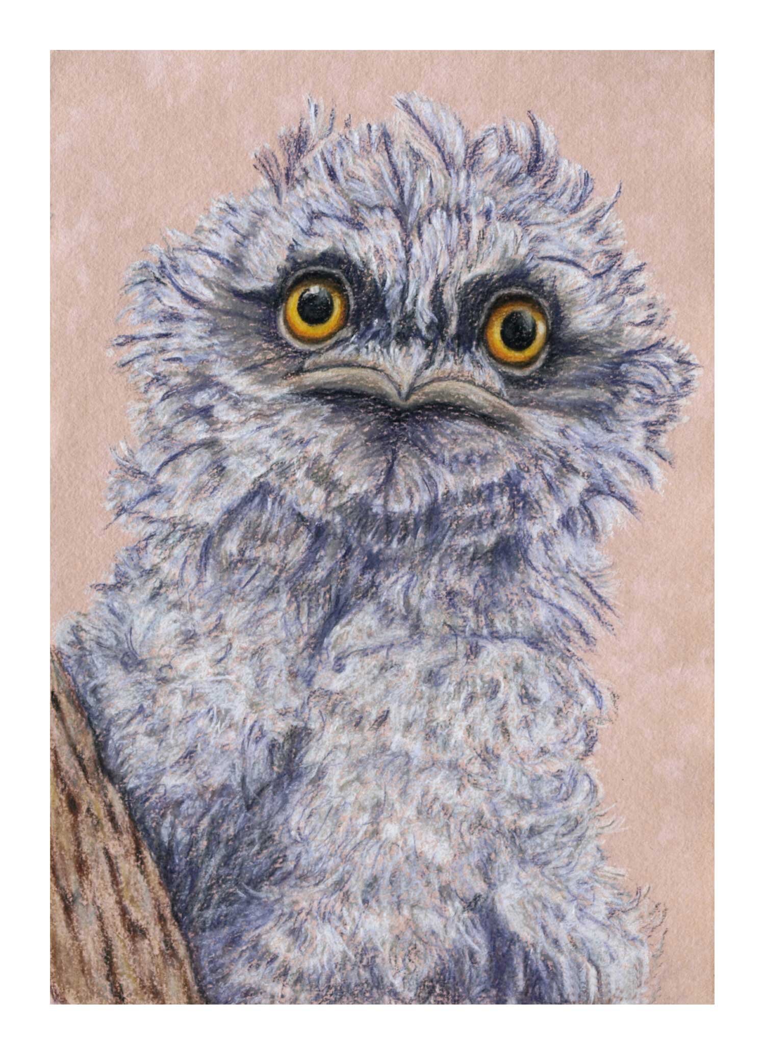 Tawny Frogmouth Chick