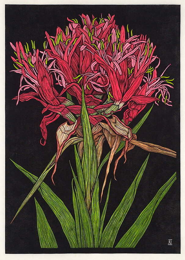 gymea-lily-linocut-rachel-newling.jpg