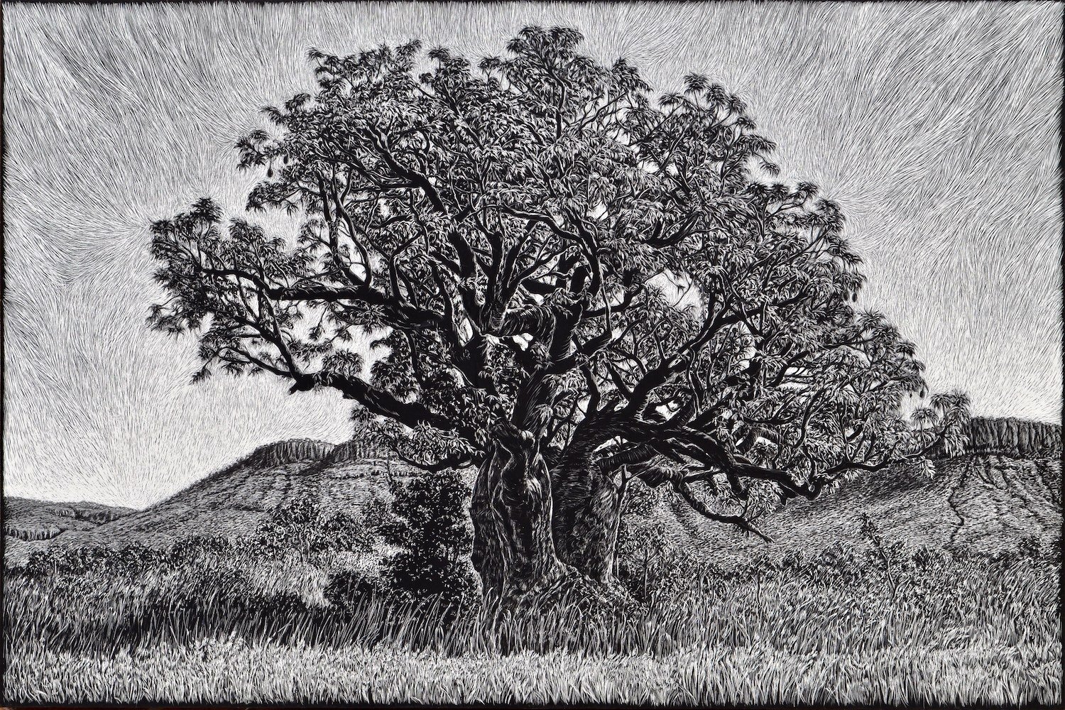 boab-tree-kimberley-wet-season-engraving-rachel-newling.jpg