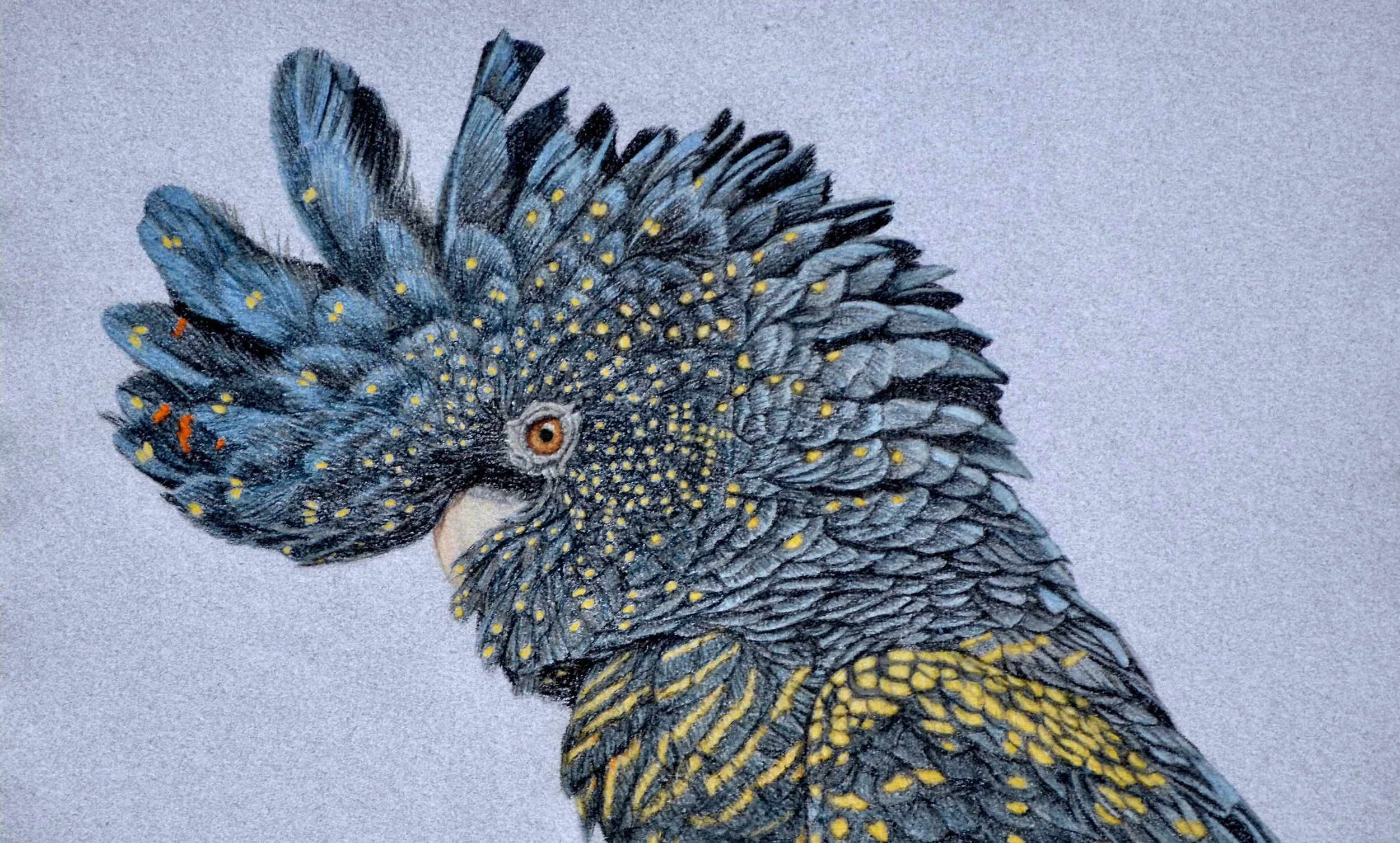 red-tailed-black-cockatoo-drawing-rachel-newling.jpeg