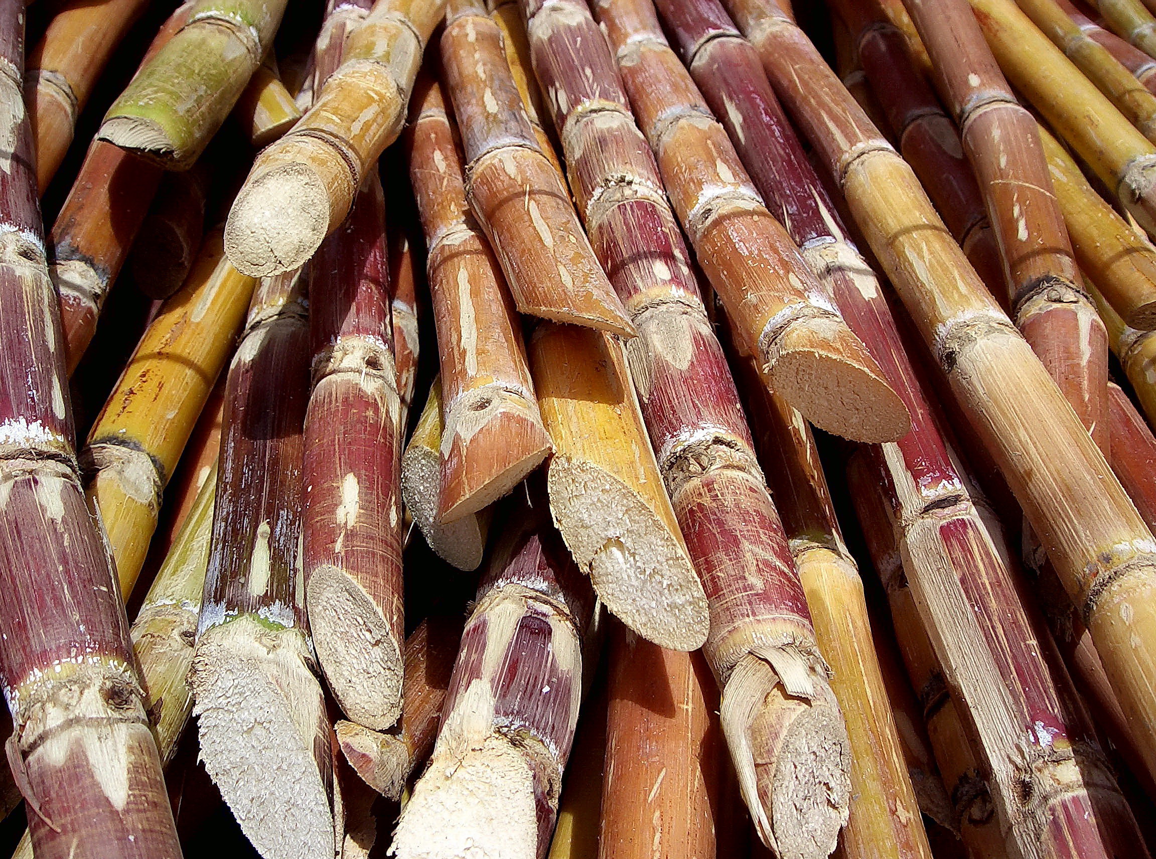Cut_sugarcane.jpg