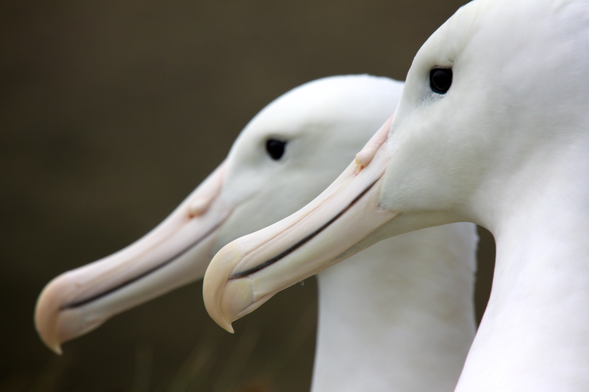 Southern Royal Albatross on Campbell Island..jpg