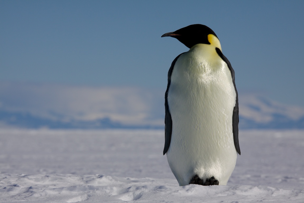 Emperor penguin on the sea ice at McMurdo Sound..jpg
