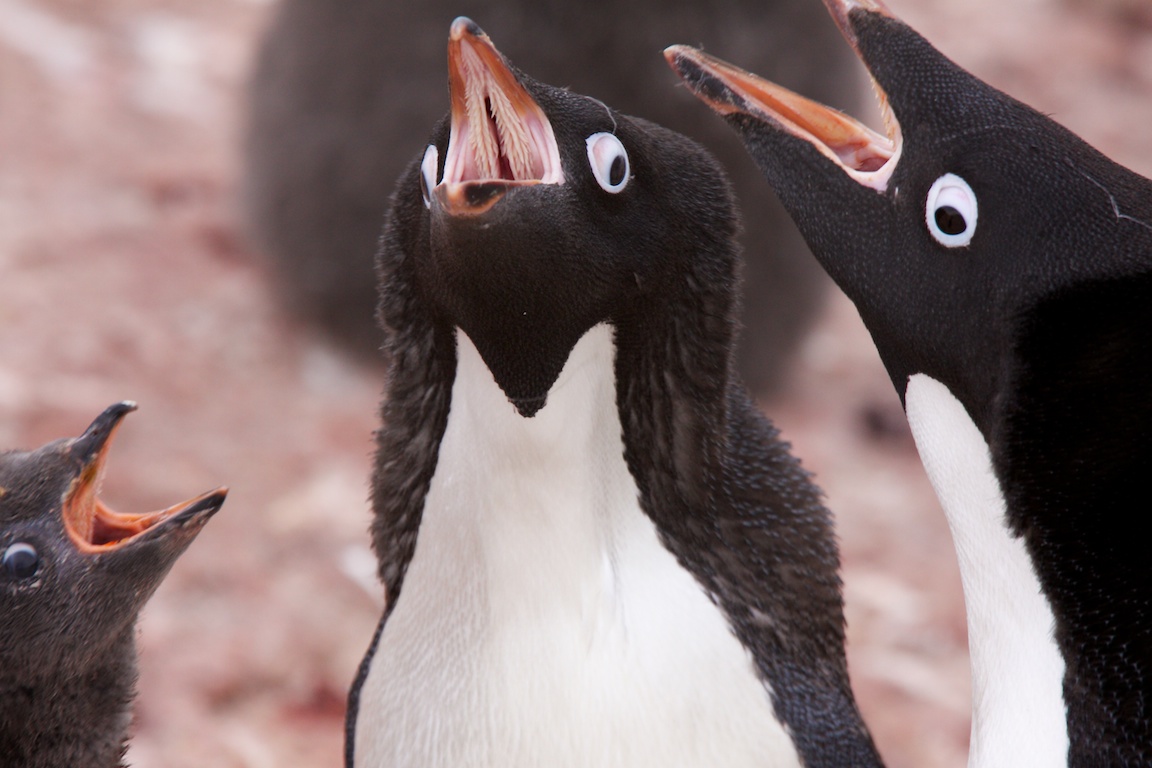 Adelie penguins..jpg