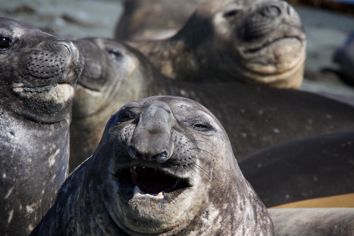 Elephant seal.jpg