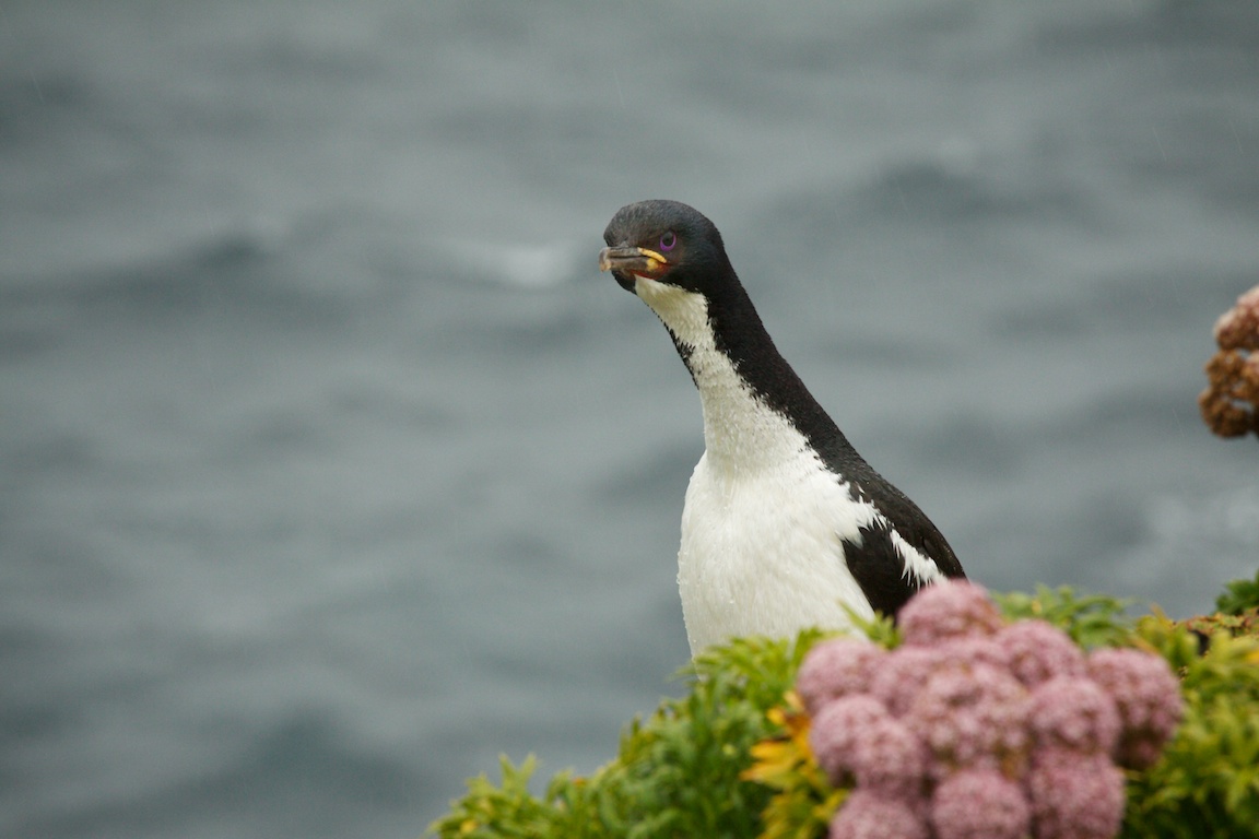 Auckland Island Shag.jpg