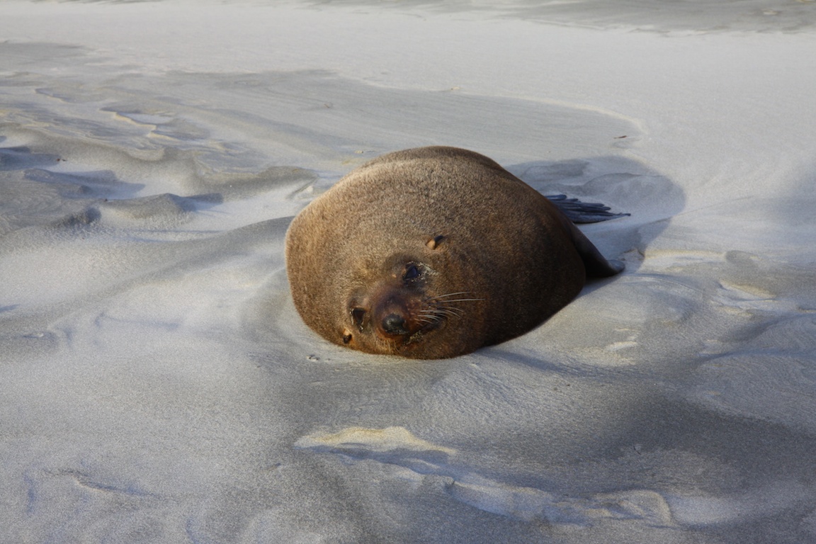 Lazy, fat seal...don't get too close or he'll bark at you....jpg