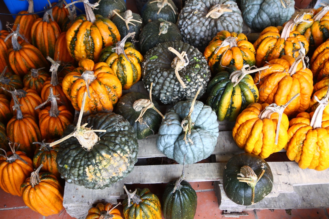 Mum's pumpkin crop.jpg