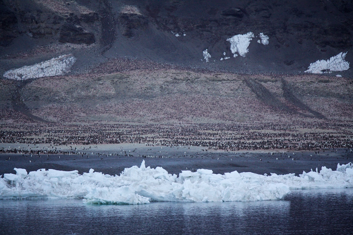 Cape Adare, Ross Sea, Antarctica. Some 350,000 breeding pairs of Adelie penguins come here to lay their eggs..jpg