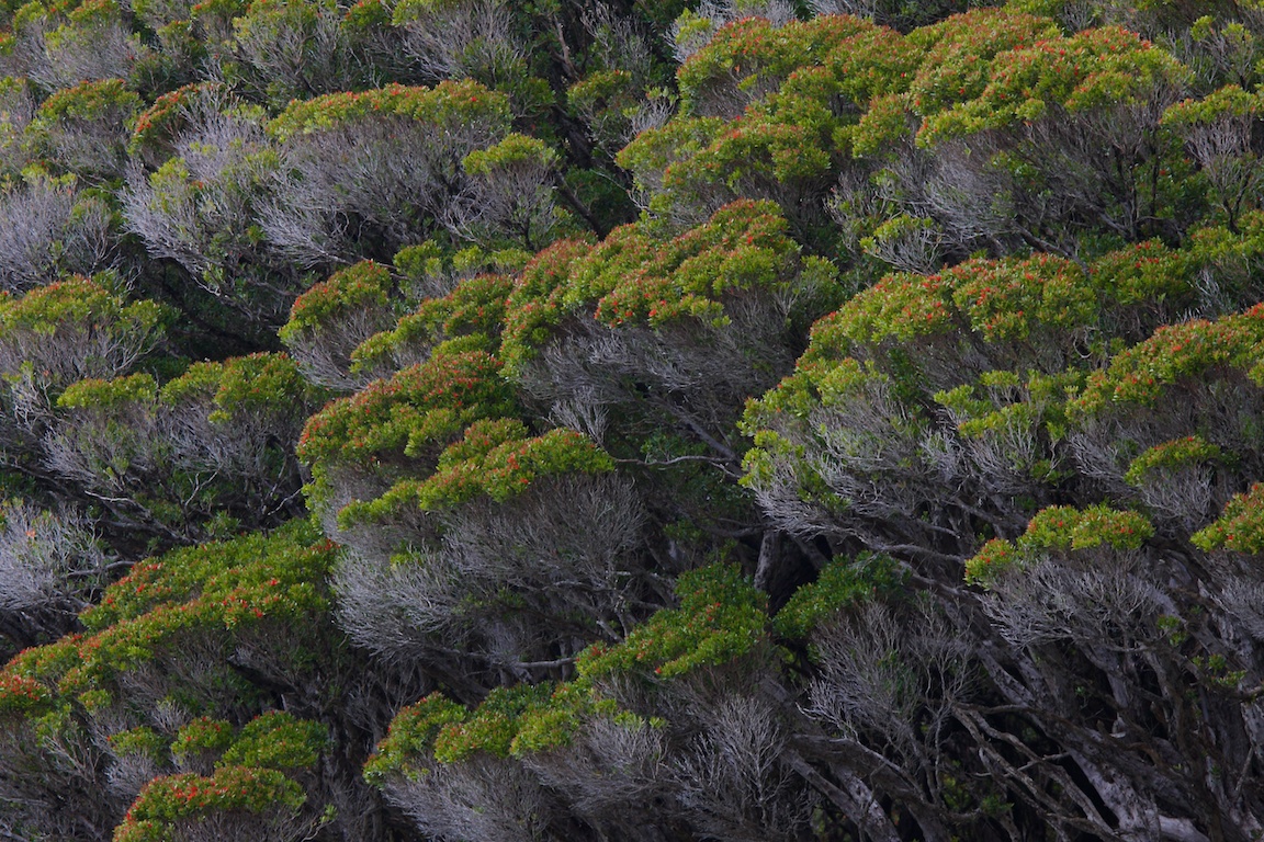 Rata forest on the Auckland Islands..jpg