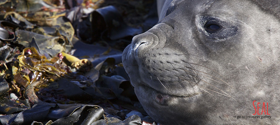 Elephant seal at Macquarie Island.jpg