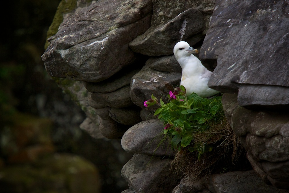 A fulmer gull on the island of Noss in the Shetland Islands