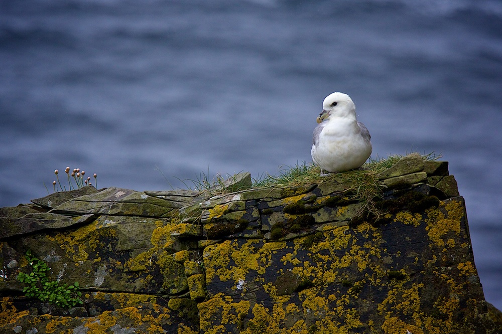 A fulmer gull on the island of Noss in the Shetland Islands