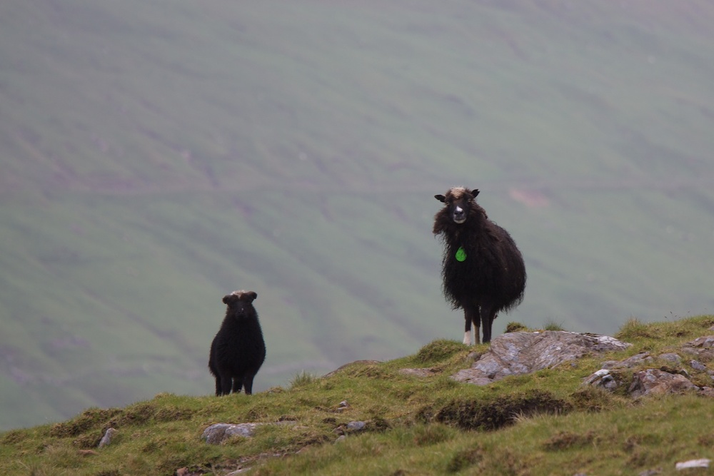 Faroese sheep