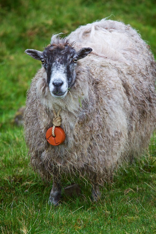 Faroese sheep