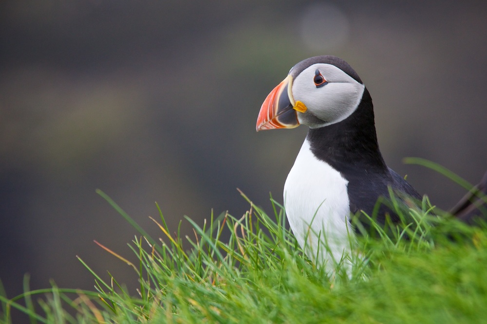 The prized puffins of Mykines, Faroe Islands