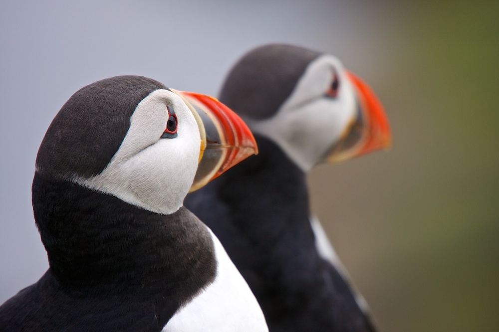 The prized puffins of Mykines, Faroe Islands