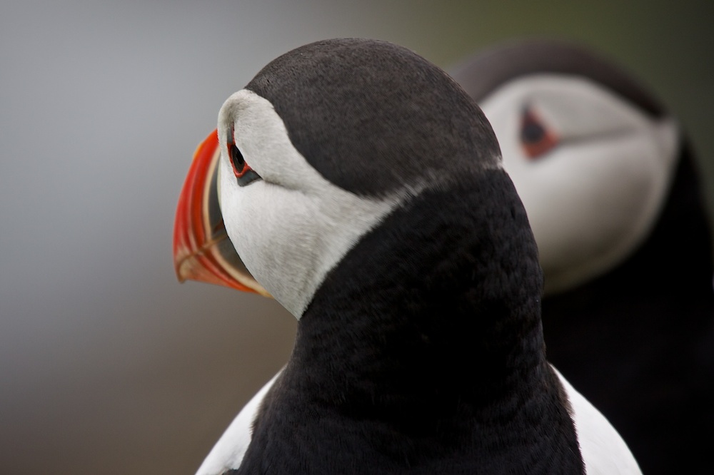 The prized puffins of Mykines, Faroe Islands