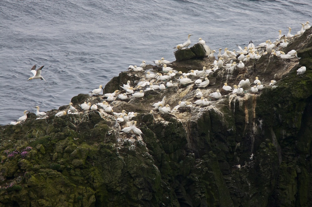 Gannets  on Mykines, Faroe Islands
