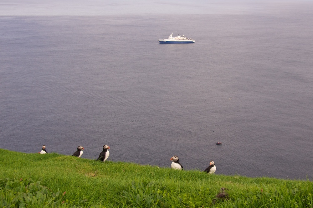 The prized puffins of Mykines, Faroe Islands