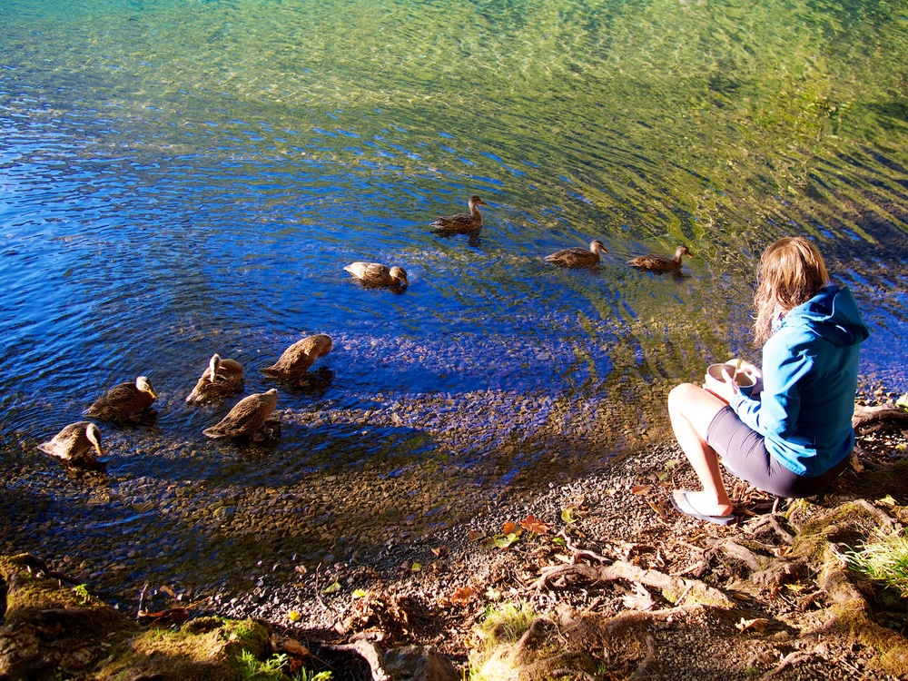 Watching the ducks happily enjoying the beautiful waters.
