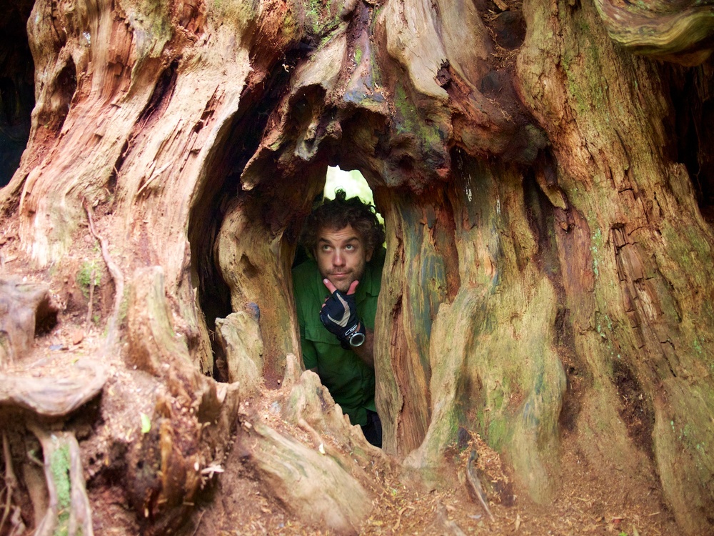 Looking out from within the roots of this cedar.