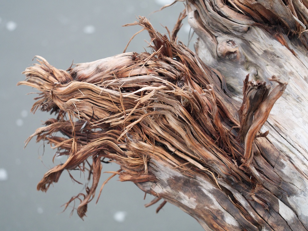 Driftwood at Pacific Beach.