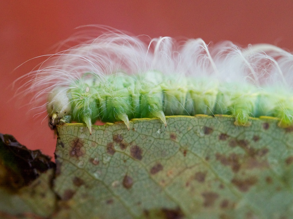  Creepy crawlies on a leaf on top of our tent. 