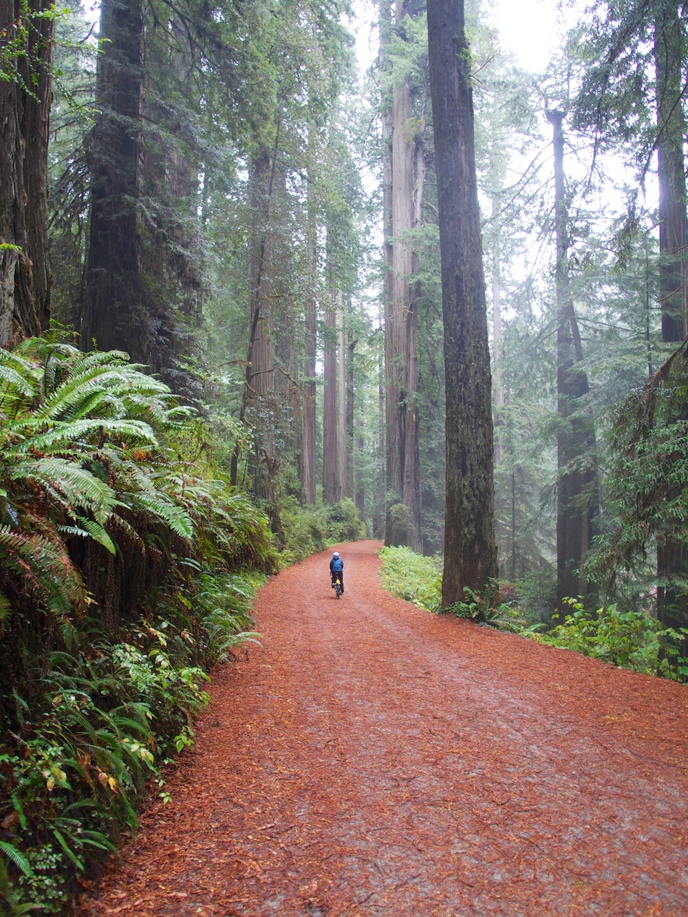 Biking bliss through the amazing redwood forests.