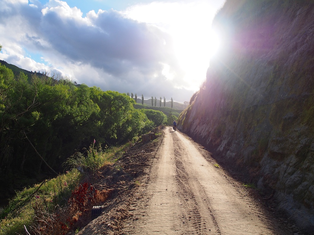 The timber trail near Ongarue