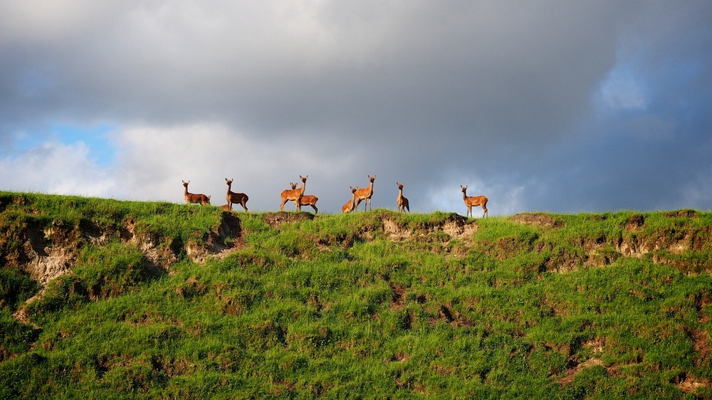 Deer farm