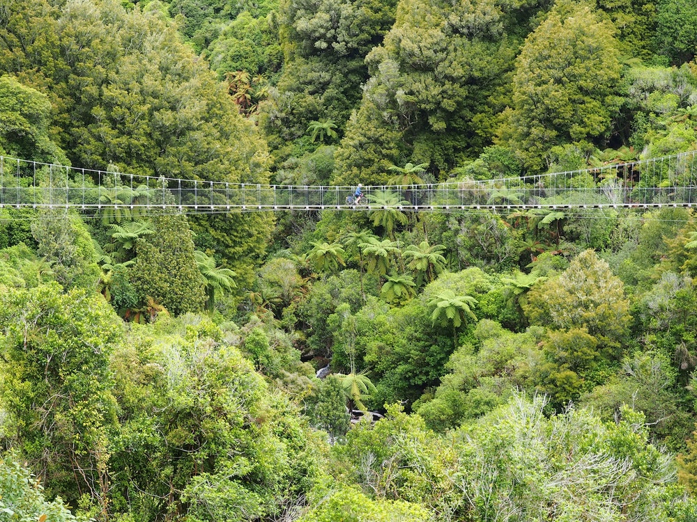 The Timber Trail near Taumaranui