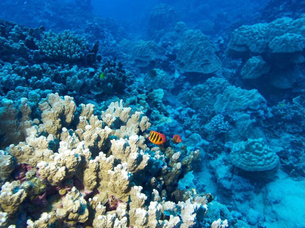 Diving, Rarotonga
