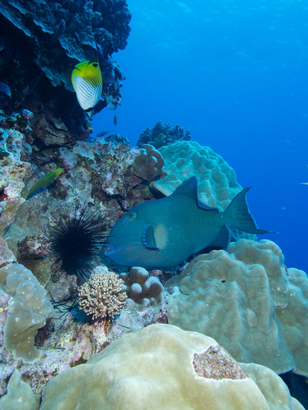 Diving, Rarotonga