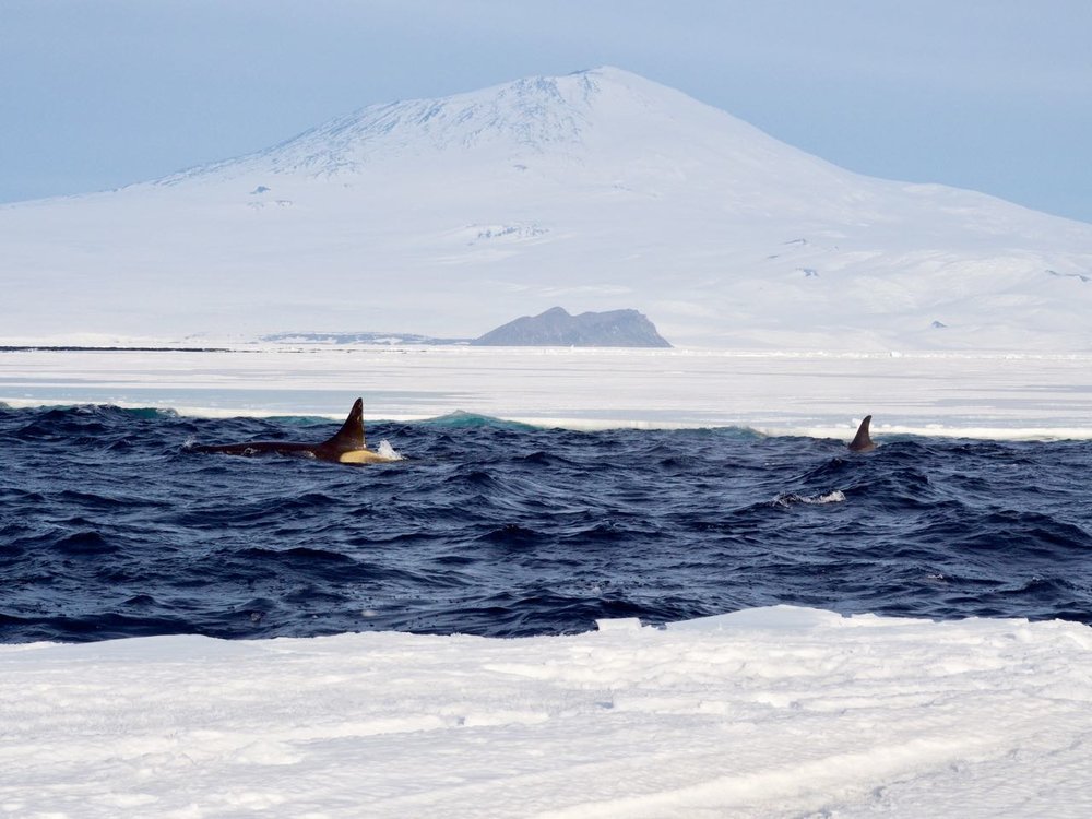 Whales! So many whales, just in front of Mt. Erebus.