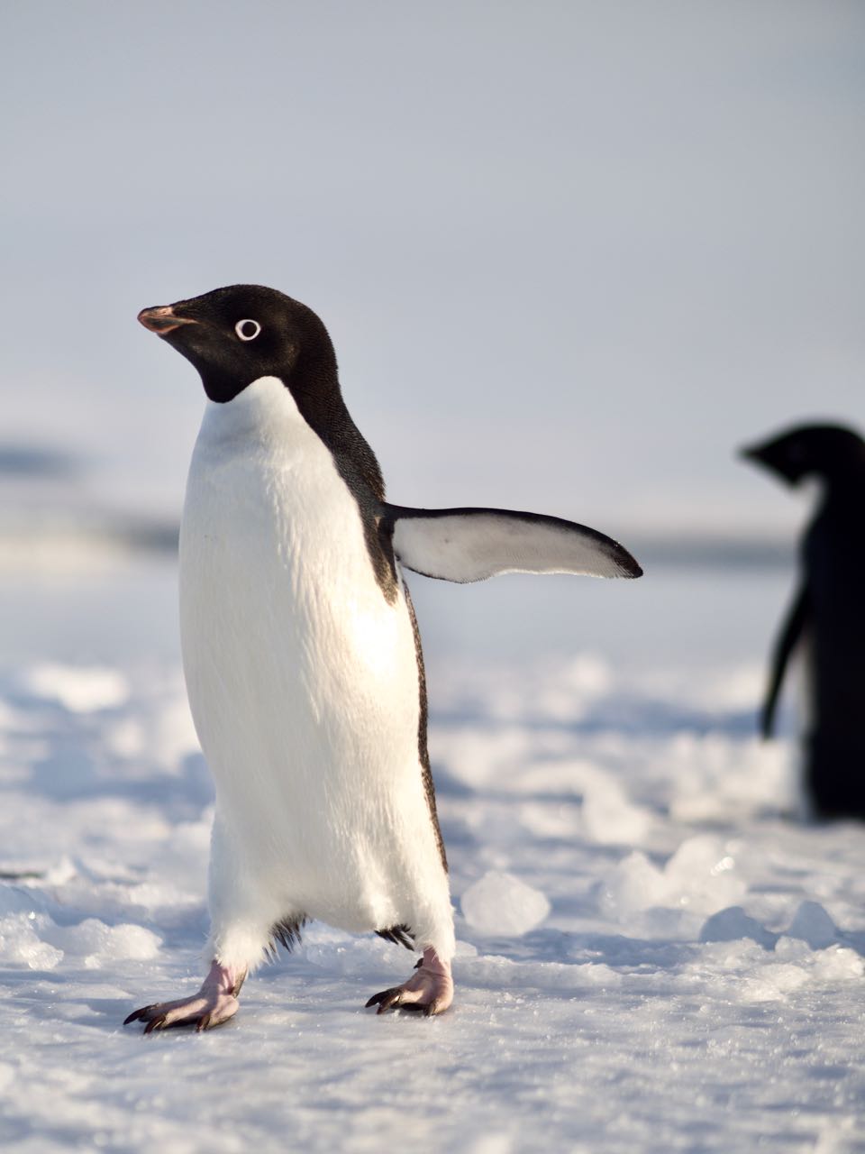 Adelie penguins keeping us company above and below the water.