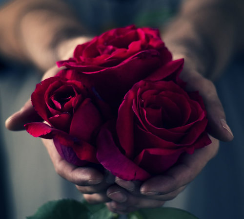 One-single-red-rose-shows-love-a-dozen-red-roses-show-gratitude.-25-red-roses-mean-congratulations-and-a-bouquet-of-50-red-roses-show-unconditional-love.jpg