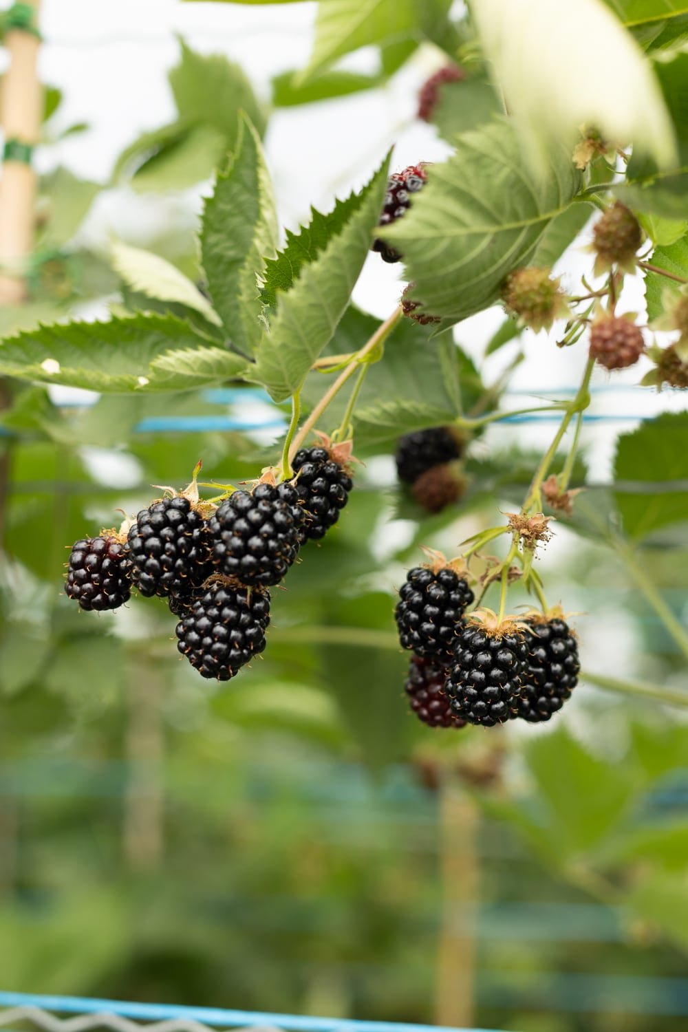 Mûres cultivées cez le producteur Panach’Fruits