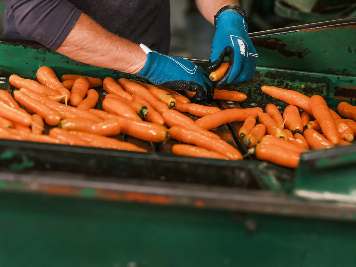 Tii manuel des carottes avant conditionnement