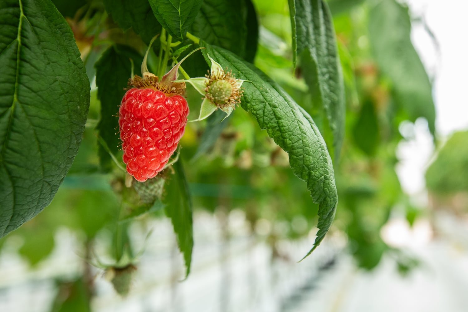 Framboise cultivée sous serre chez le producteur Panach’Fruits
