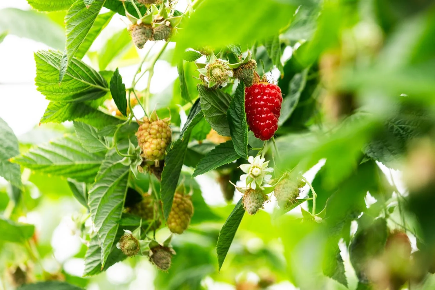Framboises cultivées sous serre chez le producteur Panach’Fruits