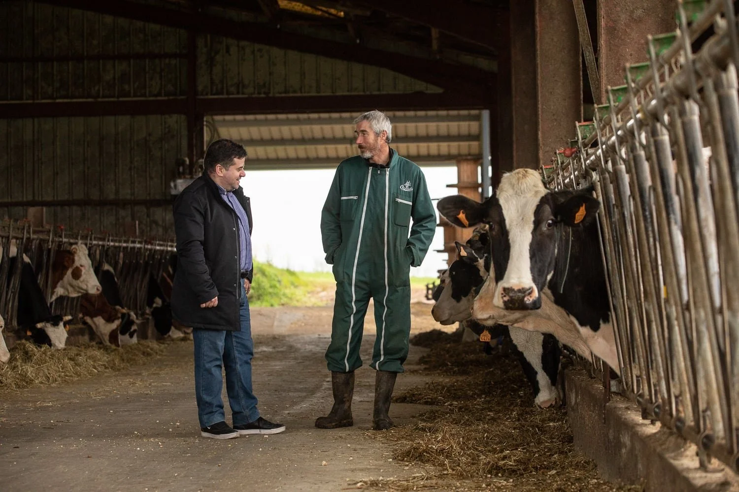 Photographe agriculture – éleveur et producteur en discussion à l’étable avec les vaches laitières pour la production de la mozzarella Mozzareine