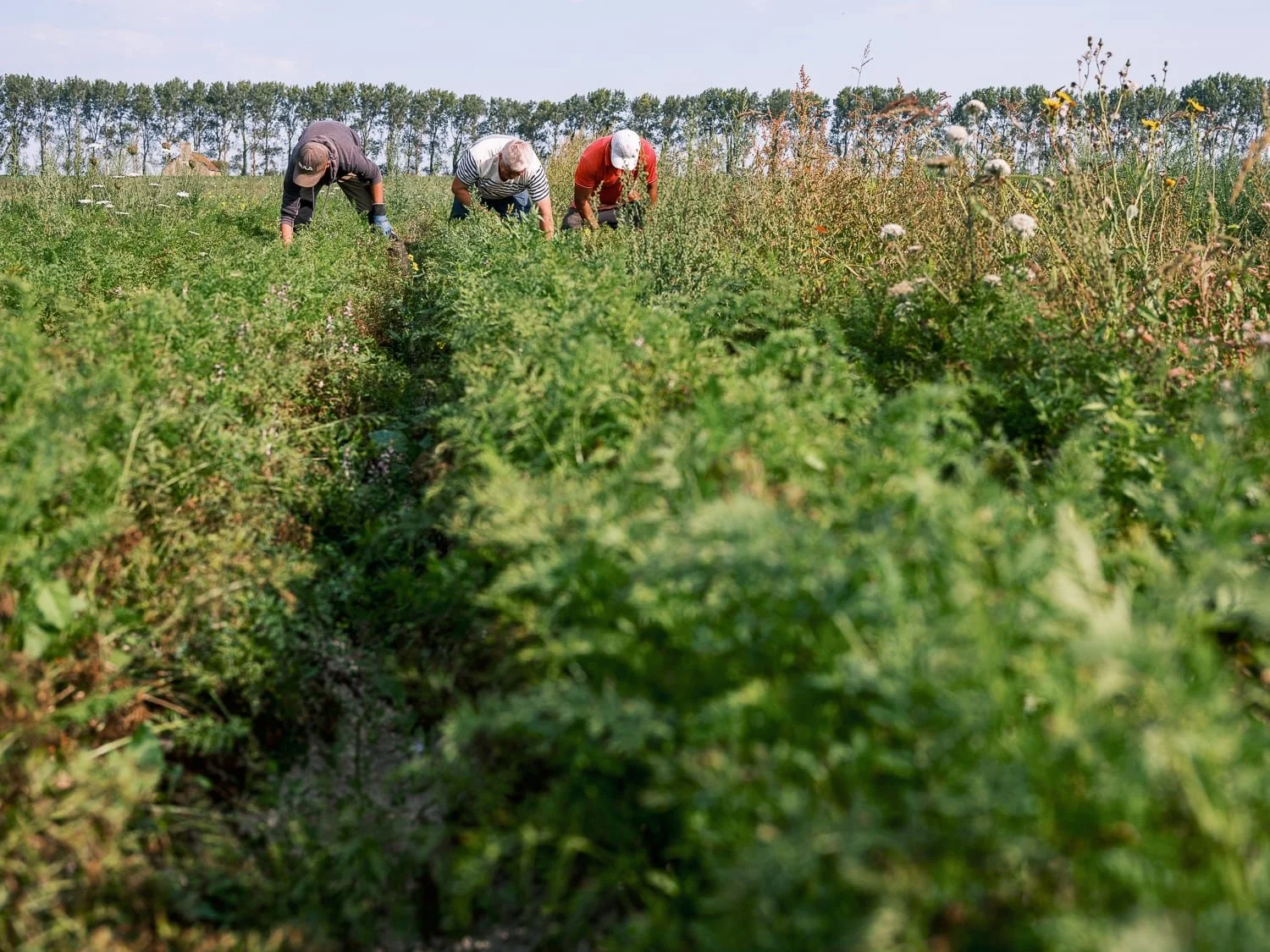Producteurs en train de ramasser des carottes bio dans un champ des prés salés près du Mont St Michel