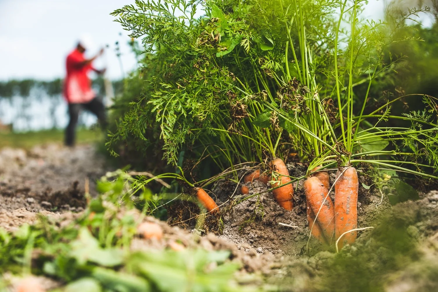 vue de détail des carottes bio des prés salés encore en terre