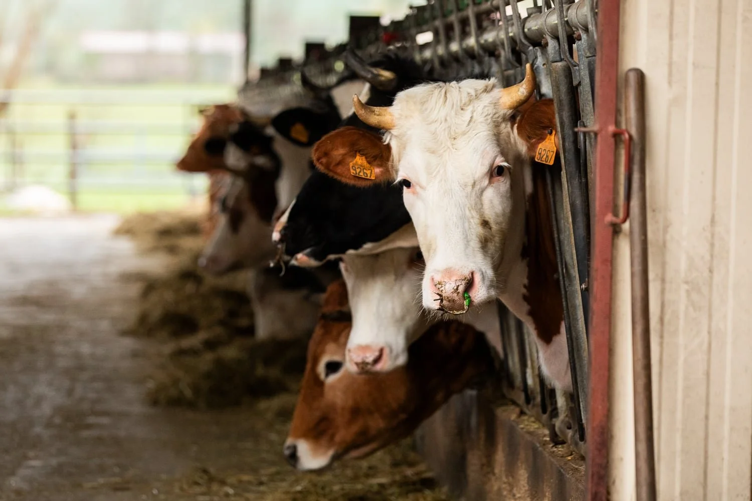 Vaches laitières en étable dont le lait est utilisé pour la production du fromage  artisanal mozzarella 