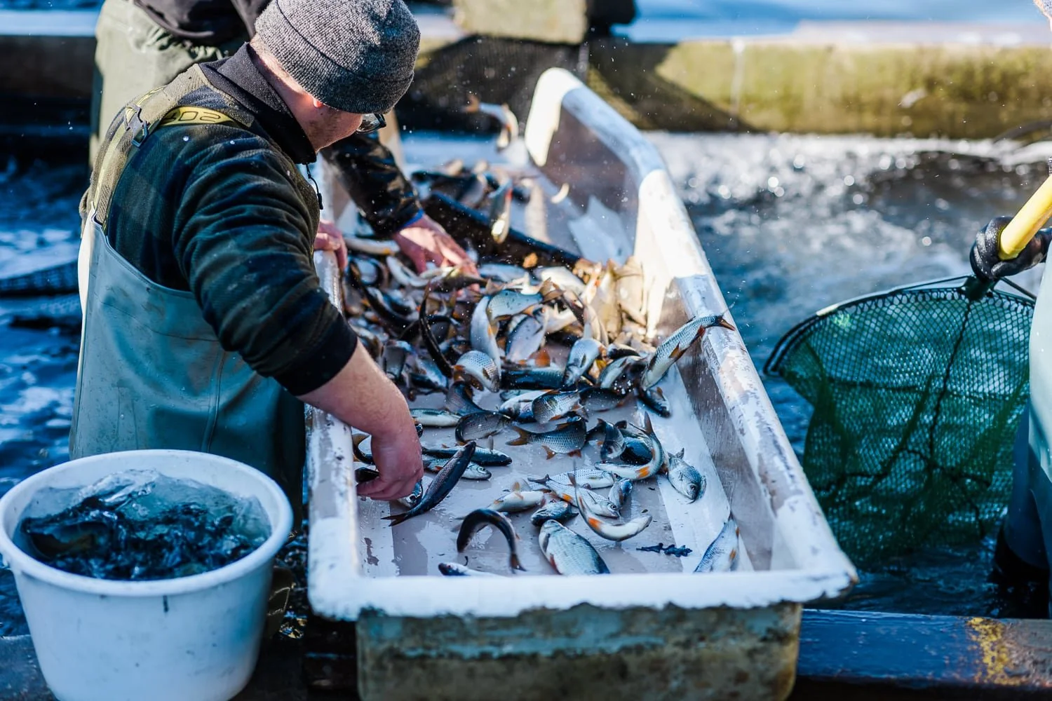 Tri du poisson après la pêche directement près des étangs