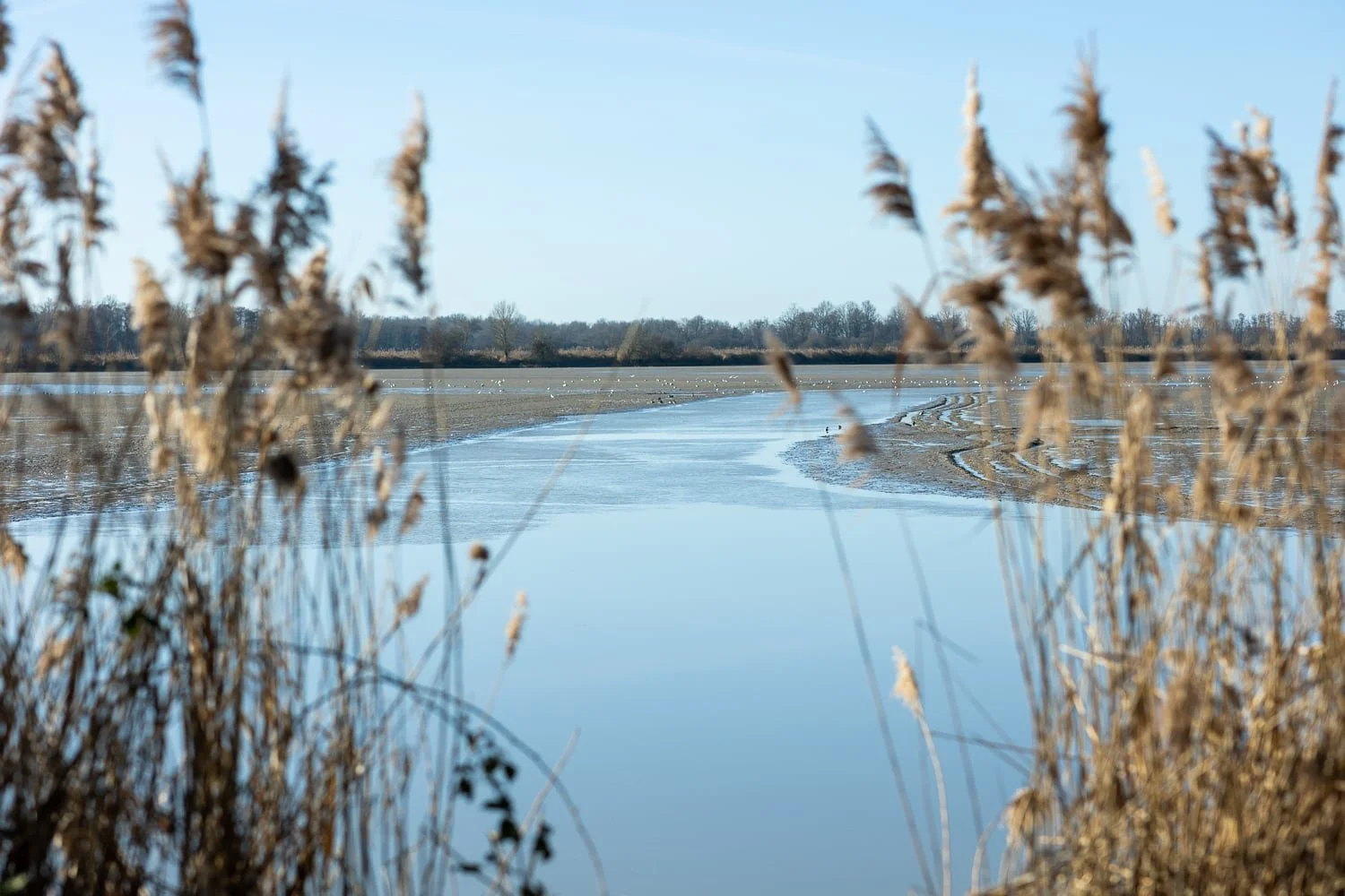 Vue sur une étendue d'eau dans la région des étangs de la Dombes
